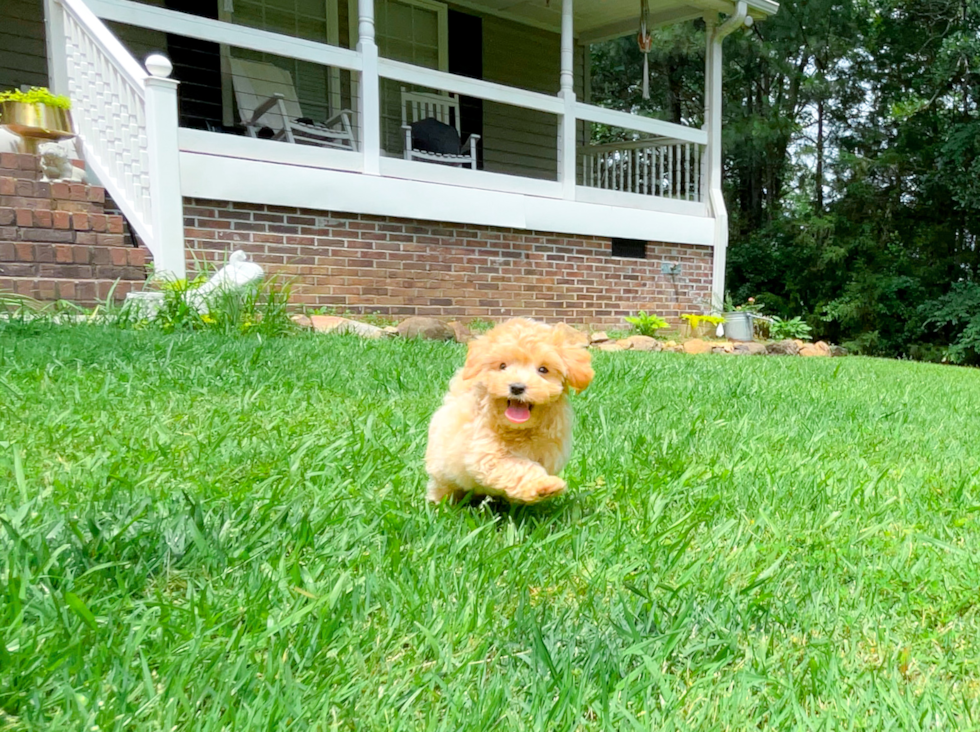 Maltipoo Puppy for Adoption