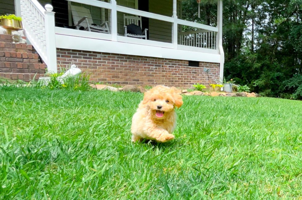 8 week old Maltipoo Puppy For Sale - Simply Southern Pups