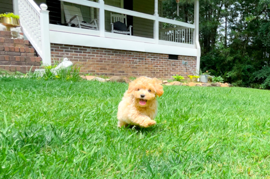Maltipoo Puppy for Adoption