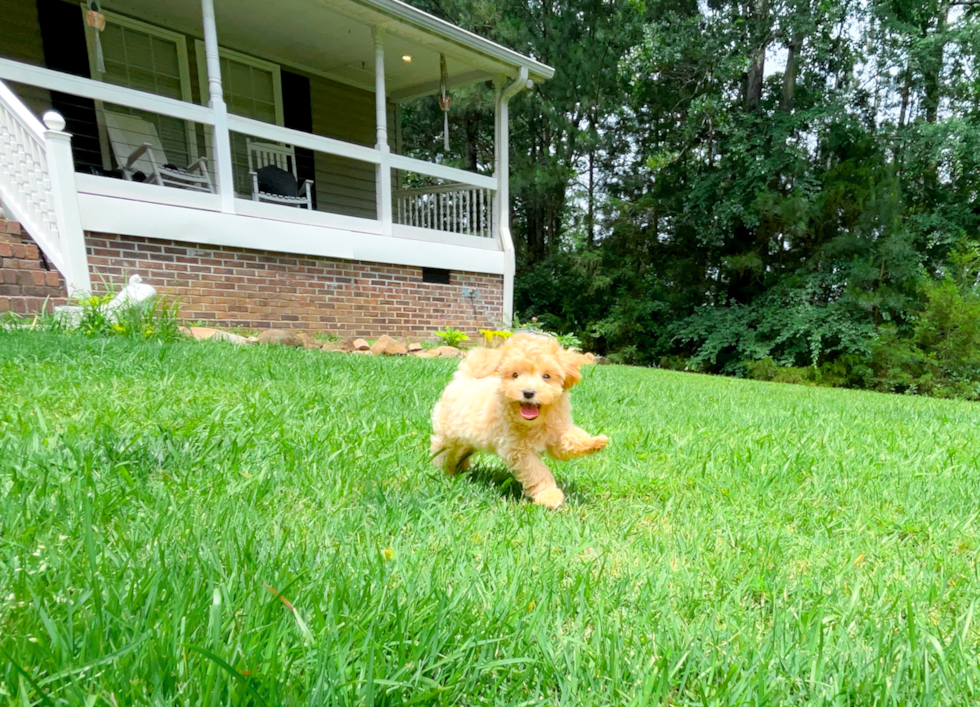 Maltipoo Pup Being Cute