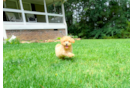 Best Maltipoo Baby