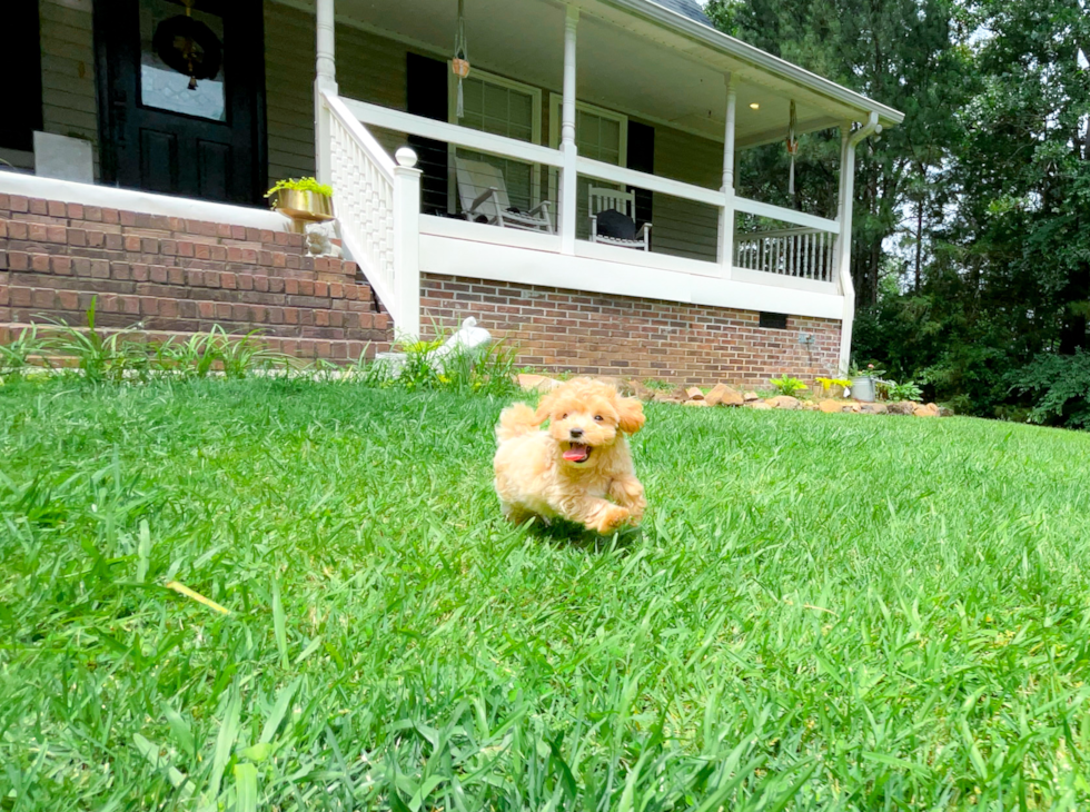 Maltipoo Pup Being Cute