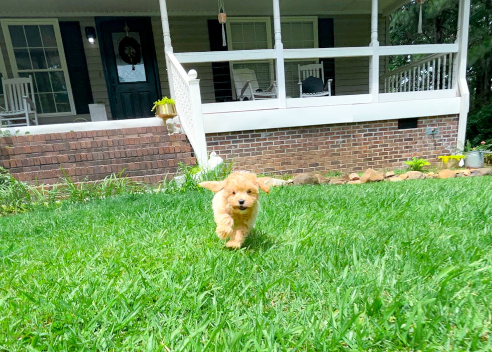 Cute Malt a Poo Poodle Mix Puppy