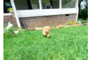 Cute Maltipoo Poodle Mix Pup