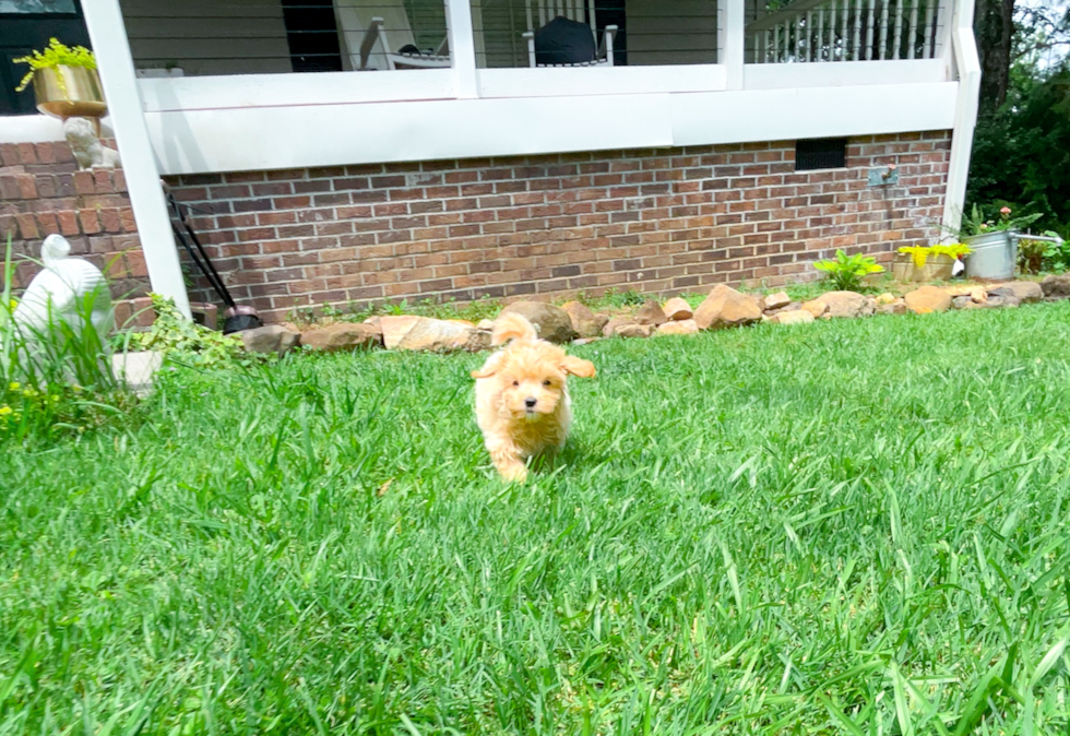 Best Maltipoo Baby