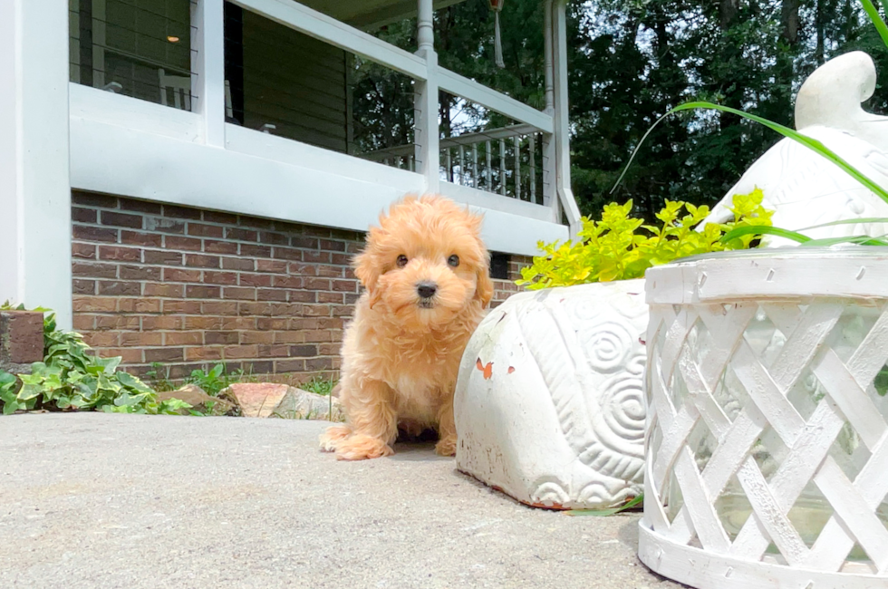 Maltipoo Puppy for Adoption