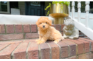 Cute Maltipoo Baby