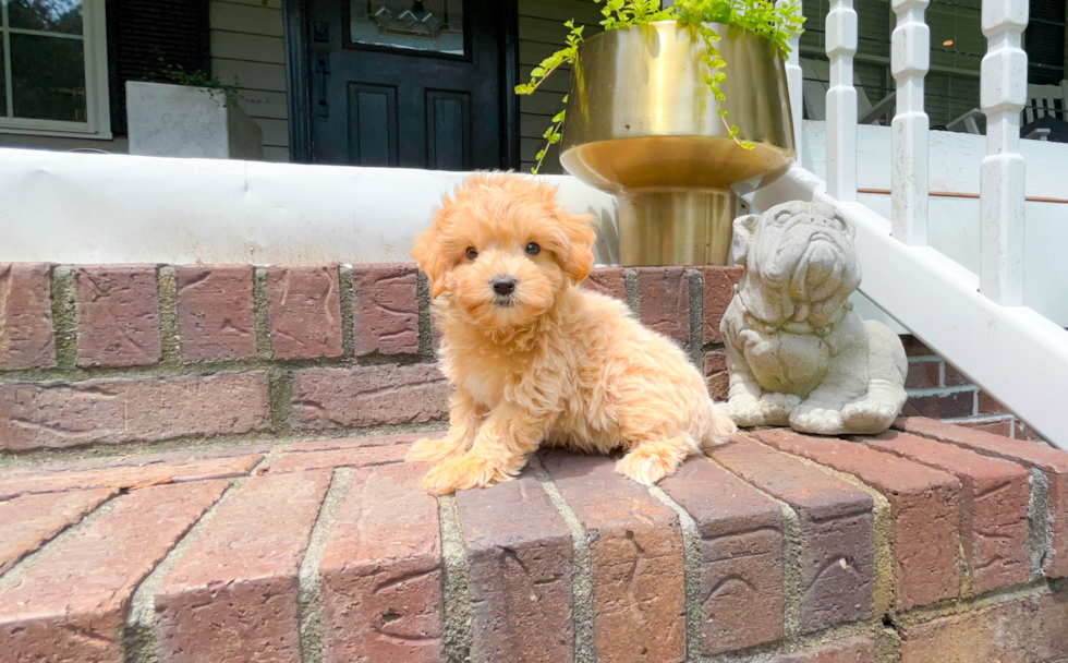 Cute Maltipoo Baby