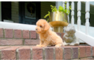 Cute Maltipoo Poodle Mix Pup