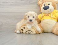 7 week old Maltipoo Puppy For Sale - Simply Southern Pups