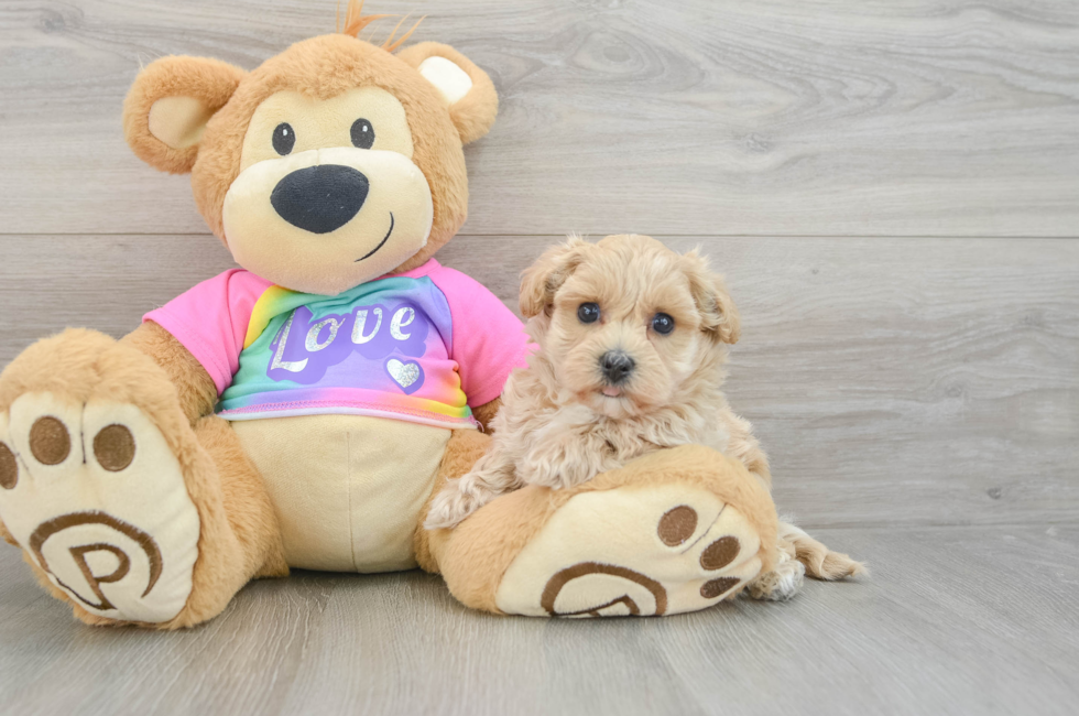 6 week old Maltipoo Puppy For Sale - Simply Southern Pups