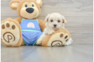 Maltipoo Pup Being Cute