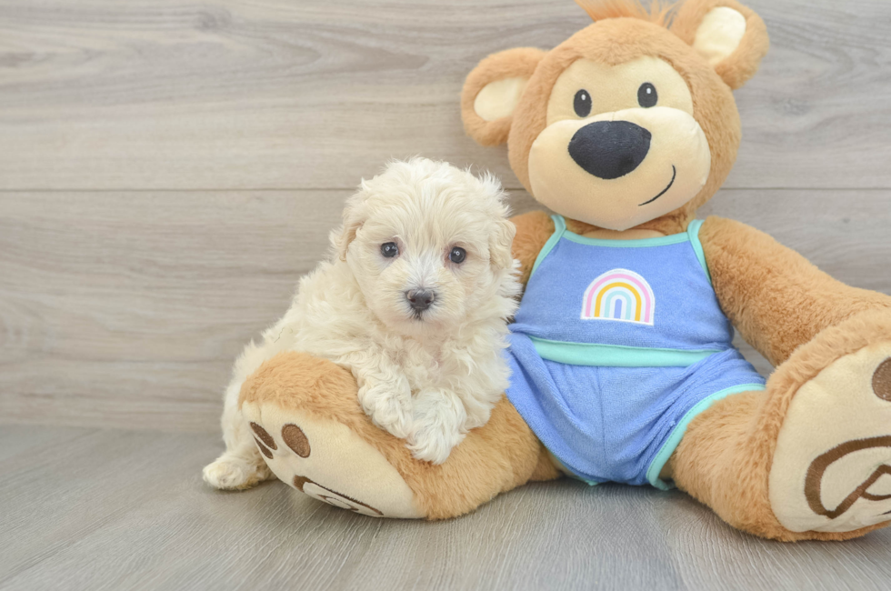 6 week old Maltipoo Puppy For Sale - Simply Southern Pups