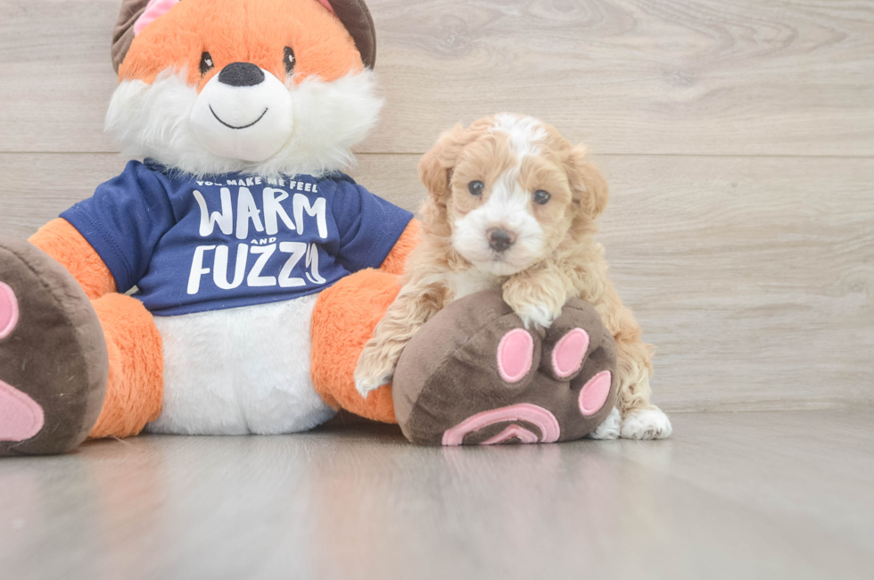 5 week old Maltipoo Puppy For Sale - Simply Southern Pups