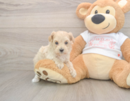 9 week old Maltipoo Puppy For Sale - Simply Southern Pups