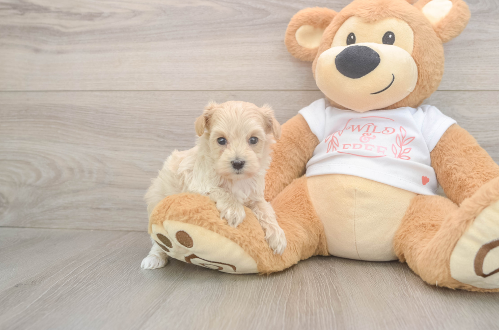 5 week old Maltipoo Puppy For Sale - Simply Southern Pups
