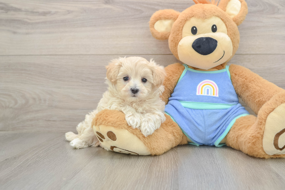 Petite Maltipoo Poodle Mix Pup