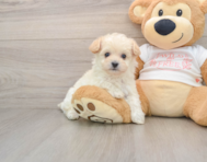 8 week old Maltipoo Puppy For Sale - Simply Southern Pups