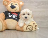 8 week old Maltipoo Puppy For Sale - Simply Southern Pups