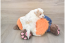 Best Maltipoo Baby