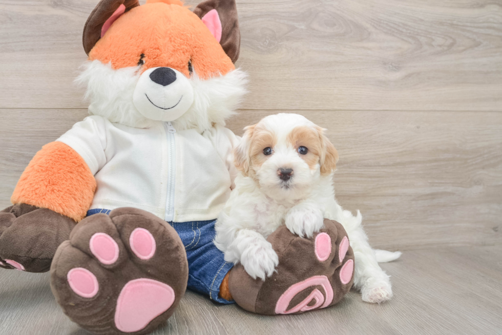 Fluffy Maltipoo Poodle Mix Pup