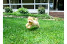 Cute Maltipoo Baby