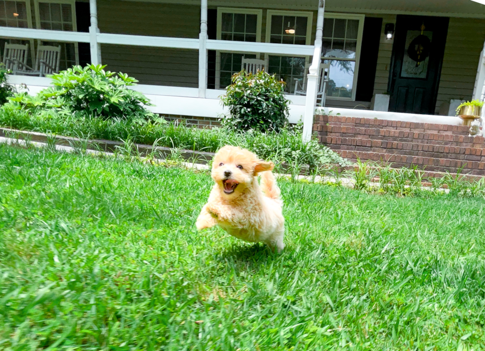 Maltipoo Pup Being Cute