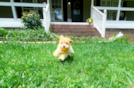 Maltipoo Puppy for Adoption
