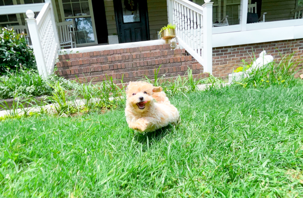 Cute Maltipoo Baby