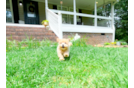 Cute Maltipoo Poodle Mix Pup