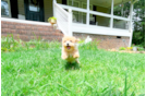 Maltipoo Puppy for Adoption