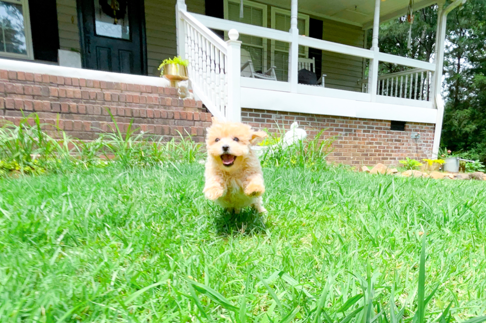 Maltipoo Puppy for Adoption