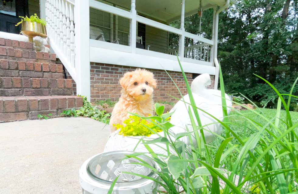 Maltipoo Pup Being Cute