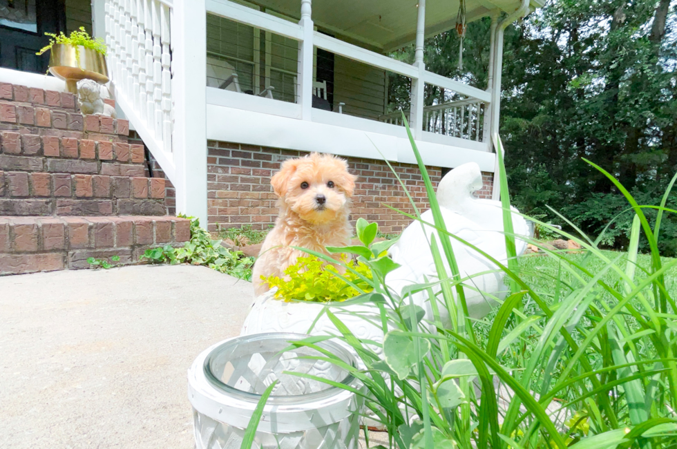 8 week old Maltipoo Puppy For Sale - Simply Southern Pups