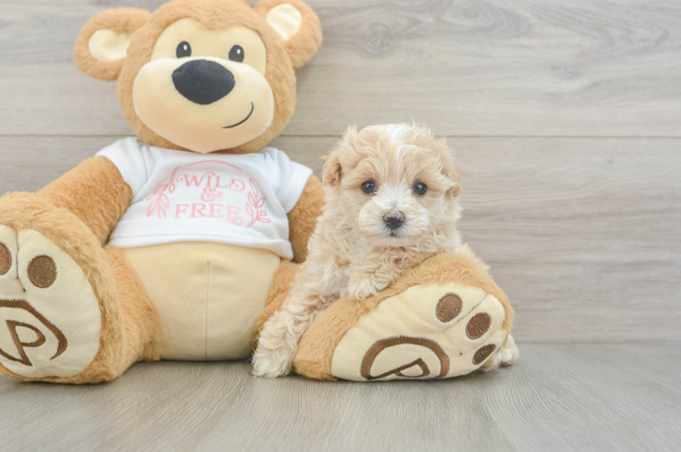 5 week old Maltipoo Puppy For Sale - Simply Southern Pups