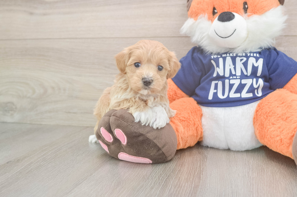 5 week old Maltipoo Puppy For Sale - Simply Southern Pups