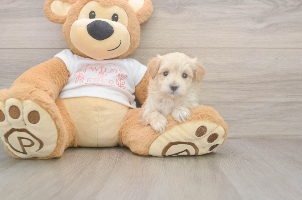 5 week old Maltipoo Puppy For Sale - Simply Southern Pups