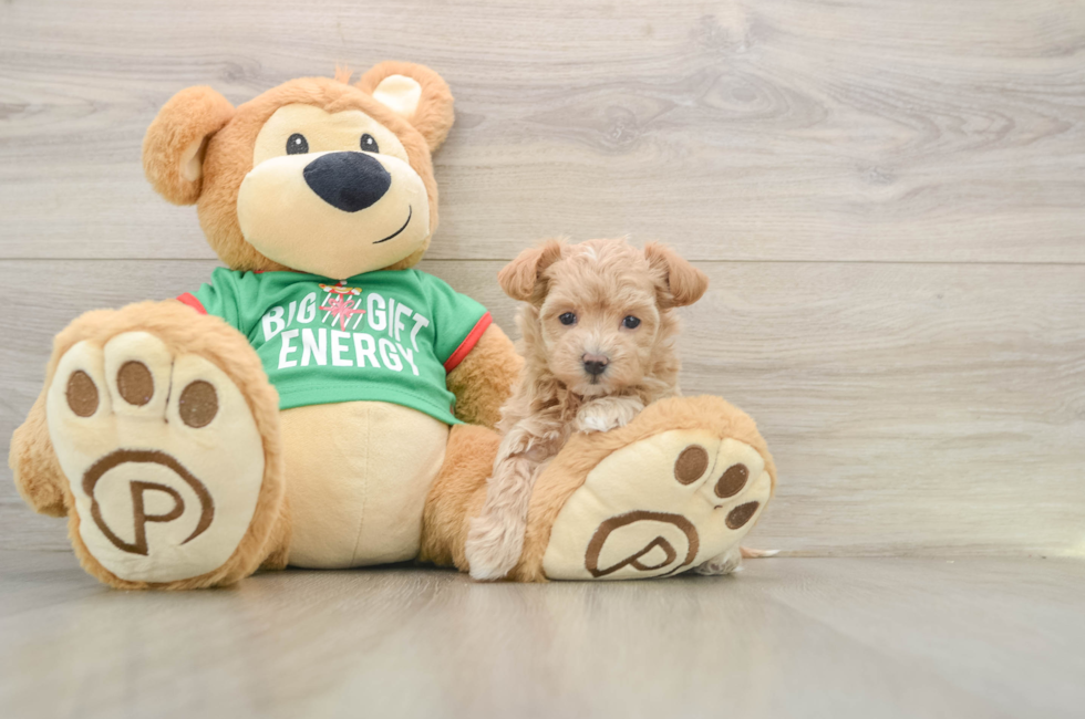 5 week old Maltipoo Puppy For Sale - Simply Southern Pups