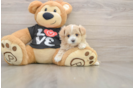 Playful Maltepoo Poodle Mix Puppy