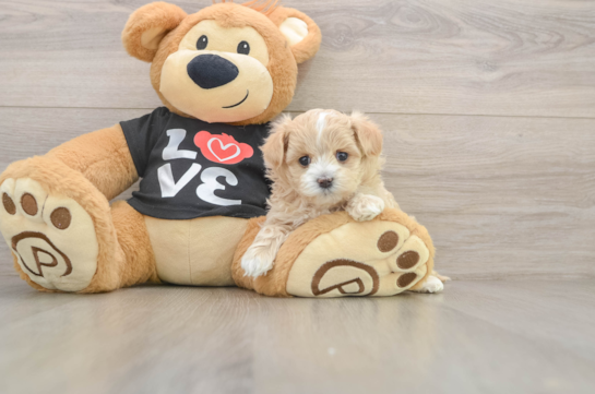 Playful Maltepoo Poodle Mix Puppy
