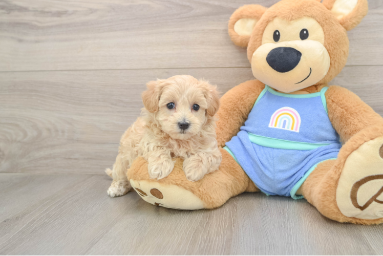 Hypoallergenic Malt Oodle Poodle Mix Puppy