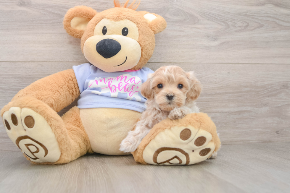 Cute Maltipoo Baby