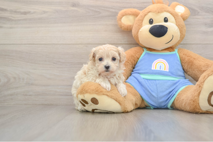 Cute Maltipoo Baby