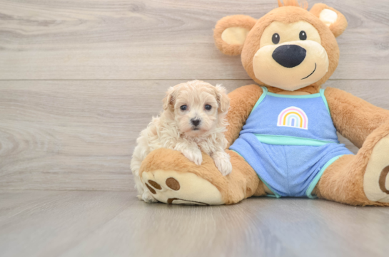 Cute Maltipoo Baby
