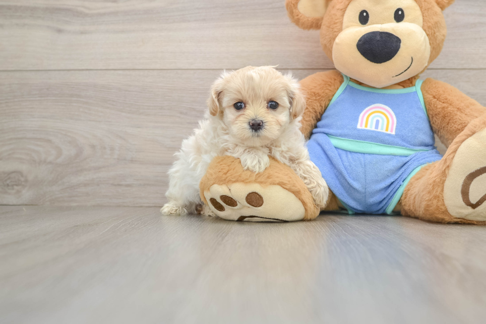 Maltipoo Pup Being Cute