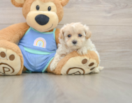 8 week old Maltipoo Puppy For Sale - Simply Southern Pups