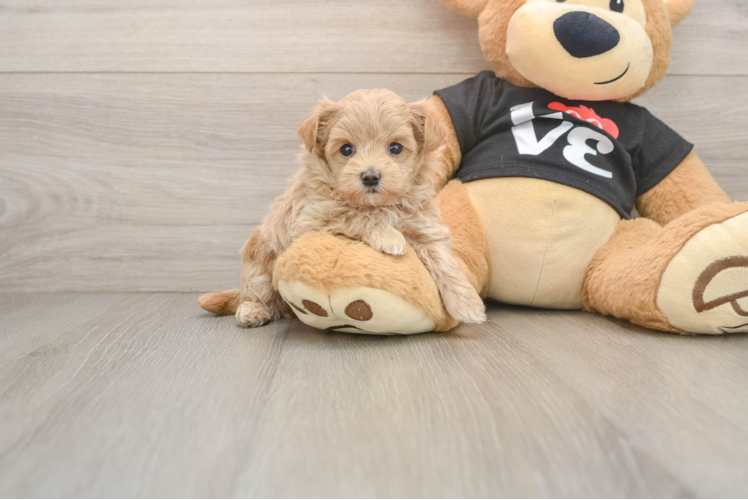 Adorable Maltidoodle Poodle Mix Puppy