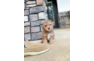 Cute Maltepoo Poodle Mix Puppy