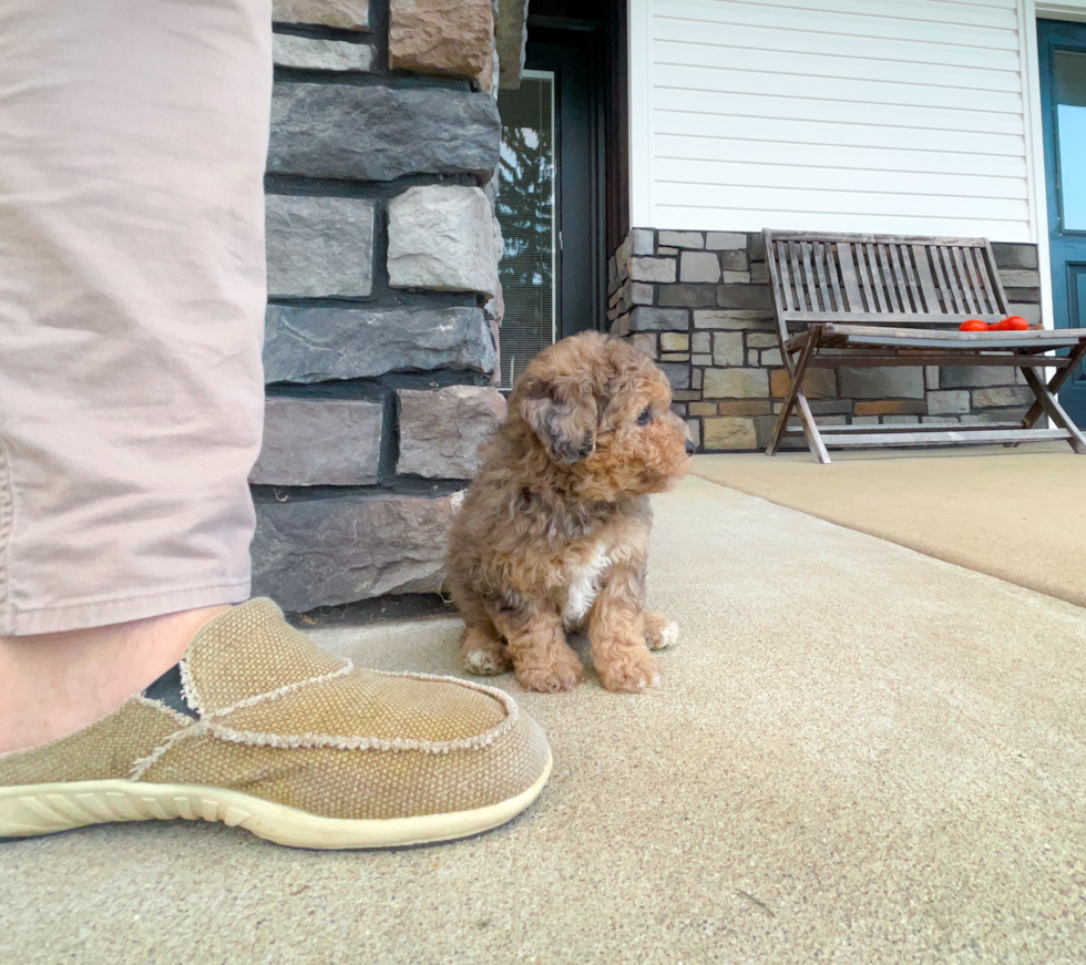 Maltipoo Puppy for Adoption
