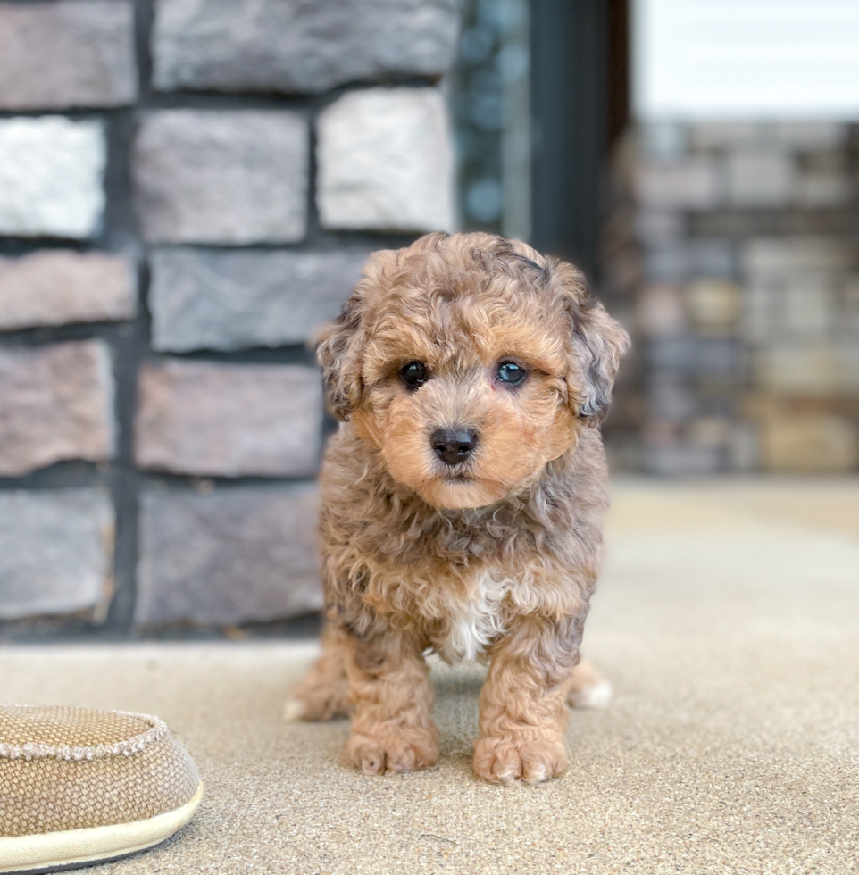 Maltipoo Pup Being Cute